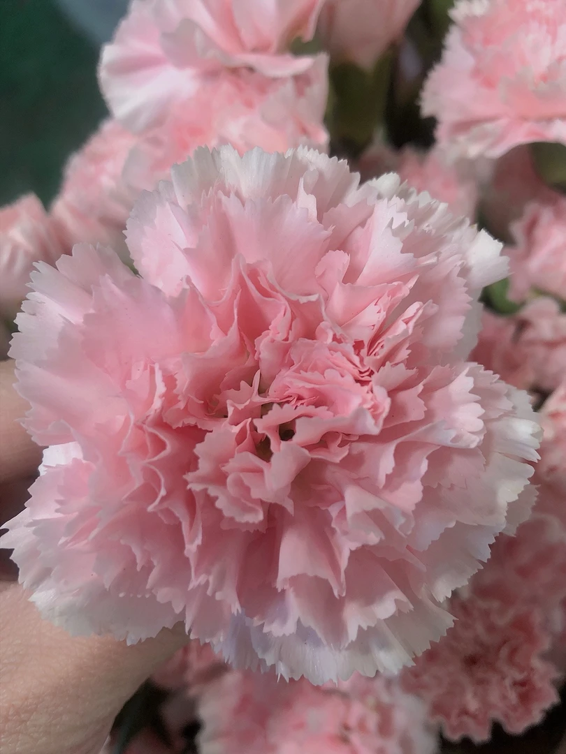 康乃馨 鲜花 云南基地直发 花店批花新鲜发货养护简单点缀生活