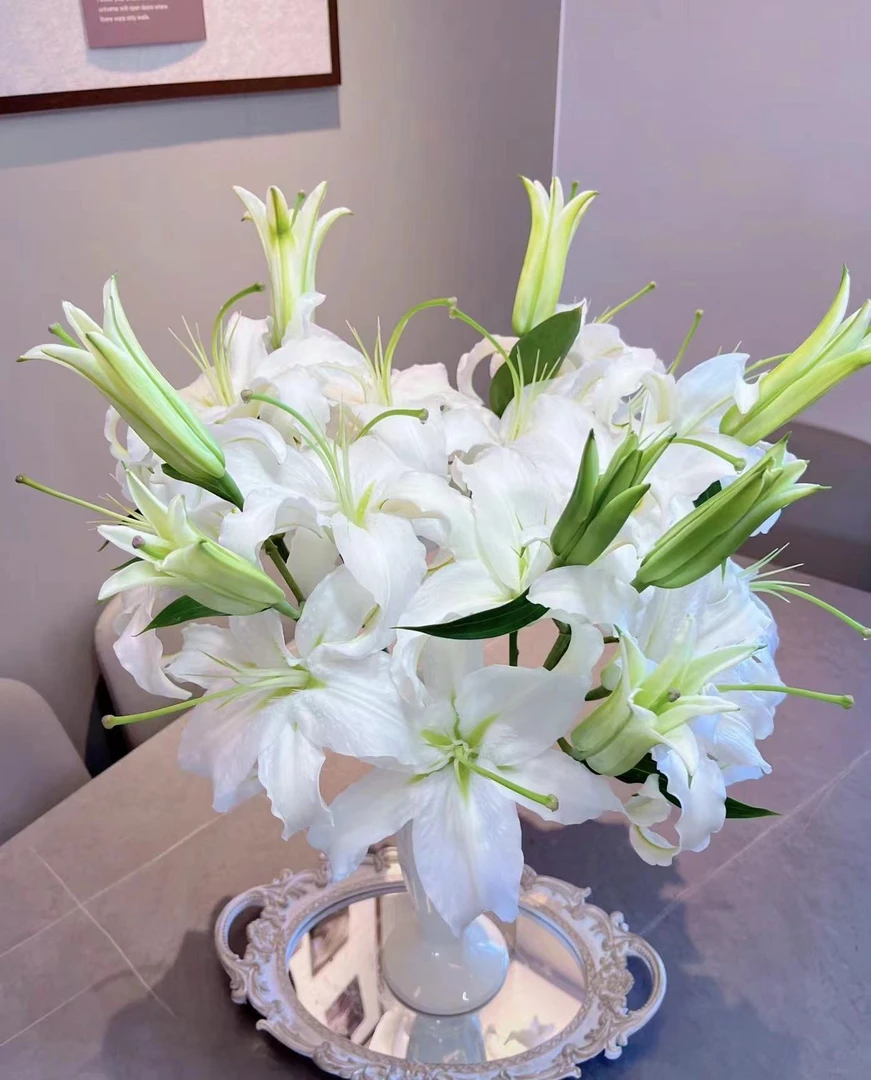 【西伯利亚白百合】鲜切花云南鲜花基地直发清香怡人新鲜发货百合花