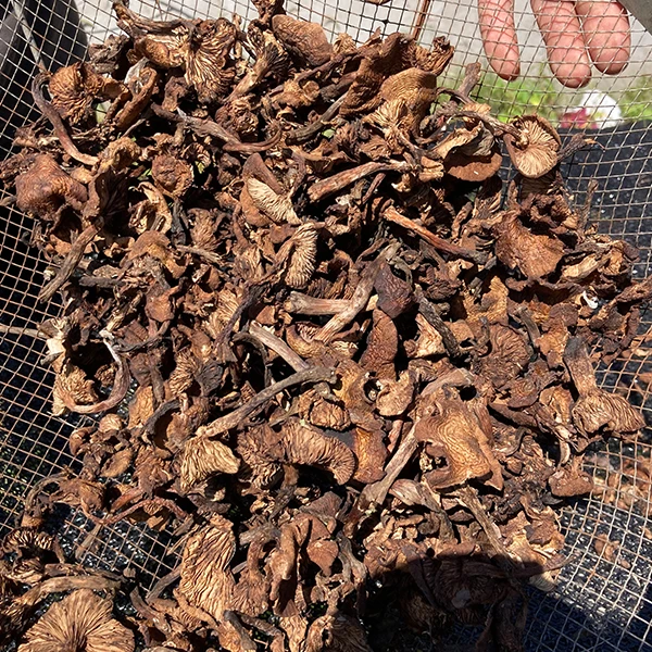 榛蘑 东北农家自然晾晒野生榛蘑 250g/500g