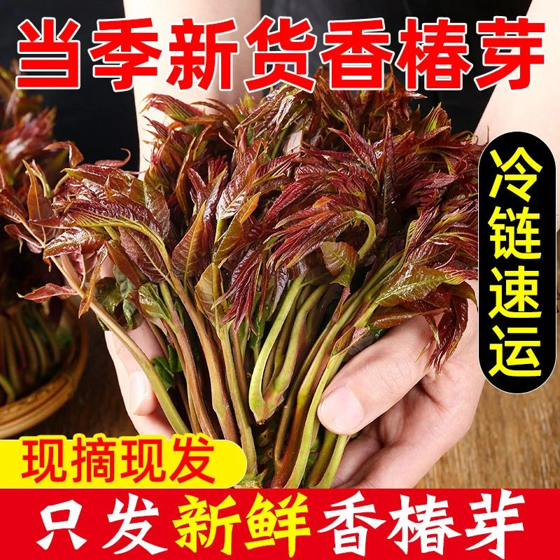 新鲜云南香椿芽红油春芽蔬菜露头头茬香椿糖心现摘现发