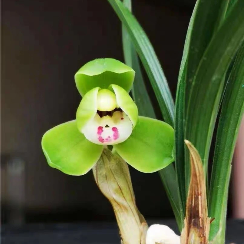 小雅兰花春兰建兰蕙兰莲瓣兰春剑墨兰寒兰竹子