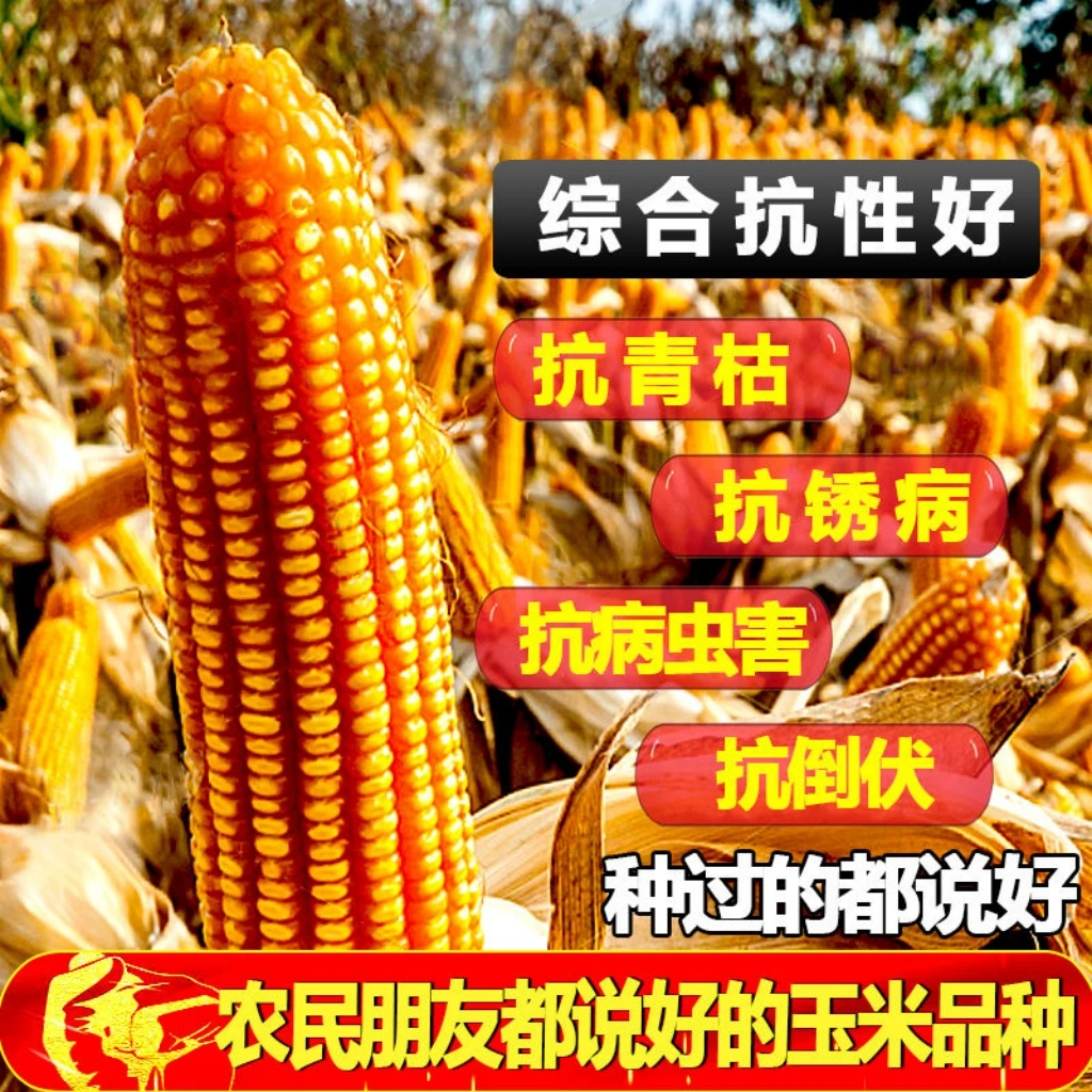 MC121国审高产玉米种产量高抗锈病青枯病耐密植耐高温高抗倒苞米