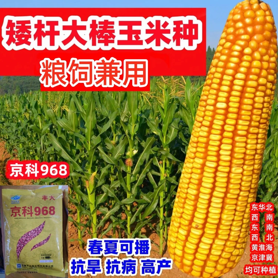 京科968国审高产玉米种产量高优质矮杆大棒抗病虫耐高温抗旱品种