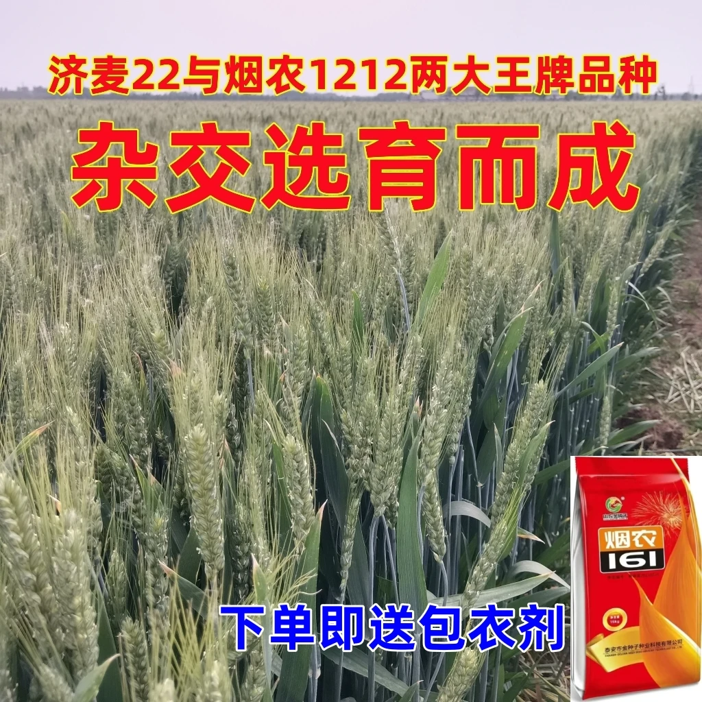 烟农161稳产高产小麦种子小麦原种济麦22与烟农1212杂交选育而成