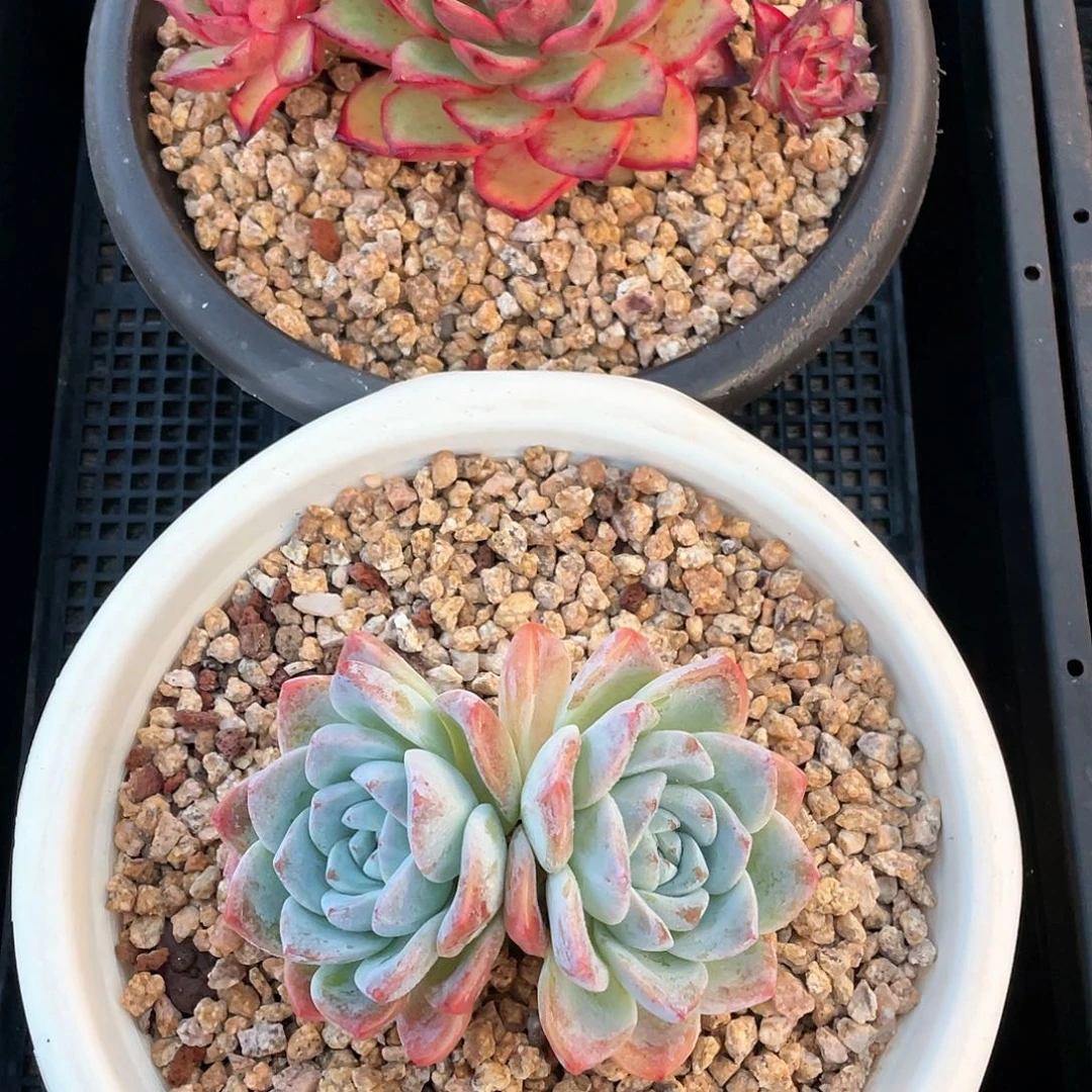 多肉植物一物一拍