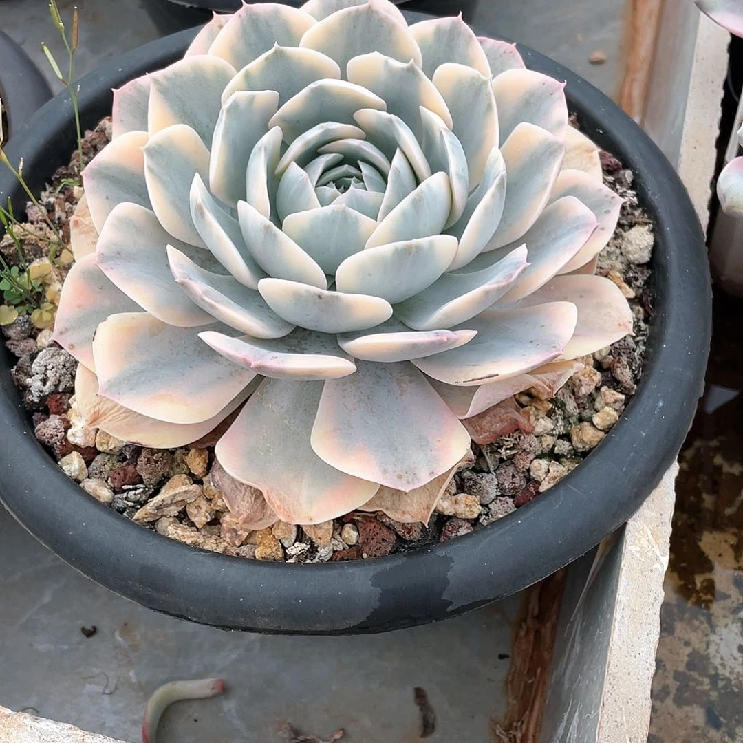 秘*图多肉植物一物一拍