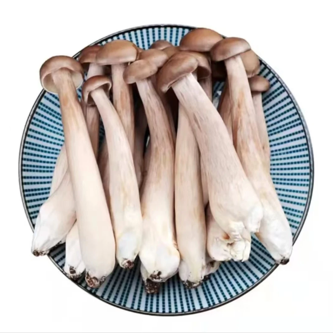 新鲜鹿茸菇 约250g鹿茸菇