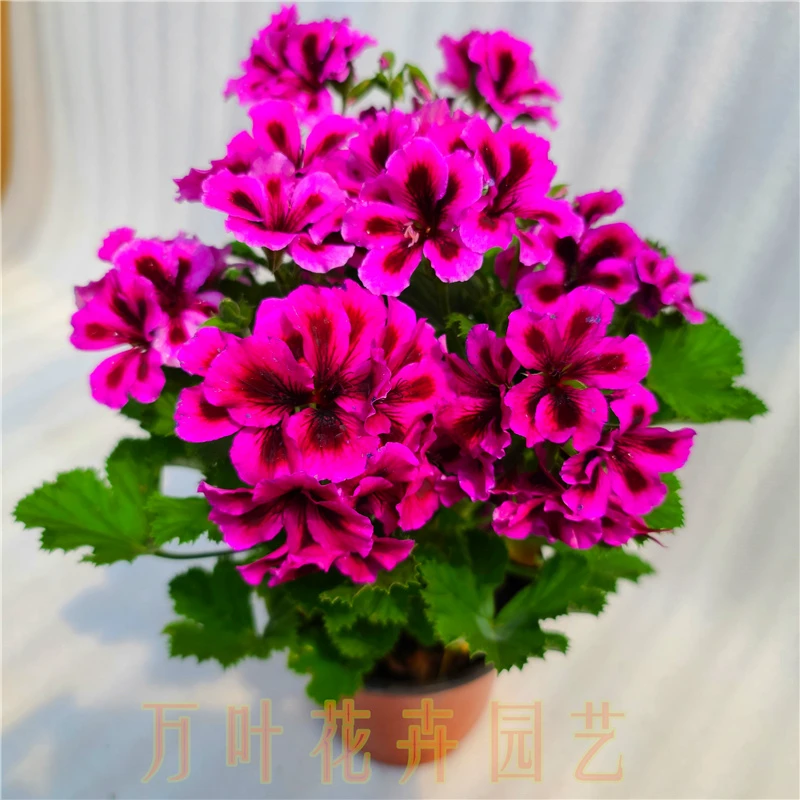 蝴蝶梅花苗多色苗木盆栽蝴蝶梅小苗耐寒南北方种植花卉园艺花园花