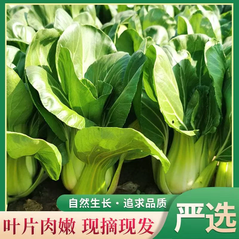【每日优鲜】  上海青   5斤装 《霜打菜》本地农场种植