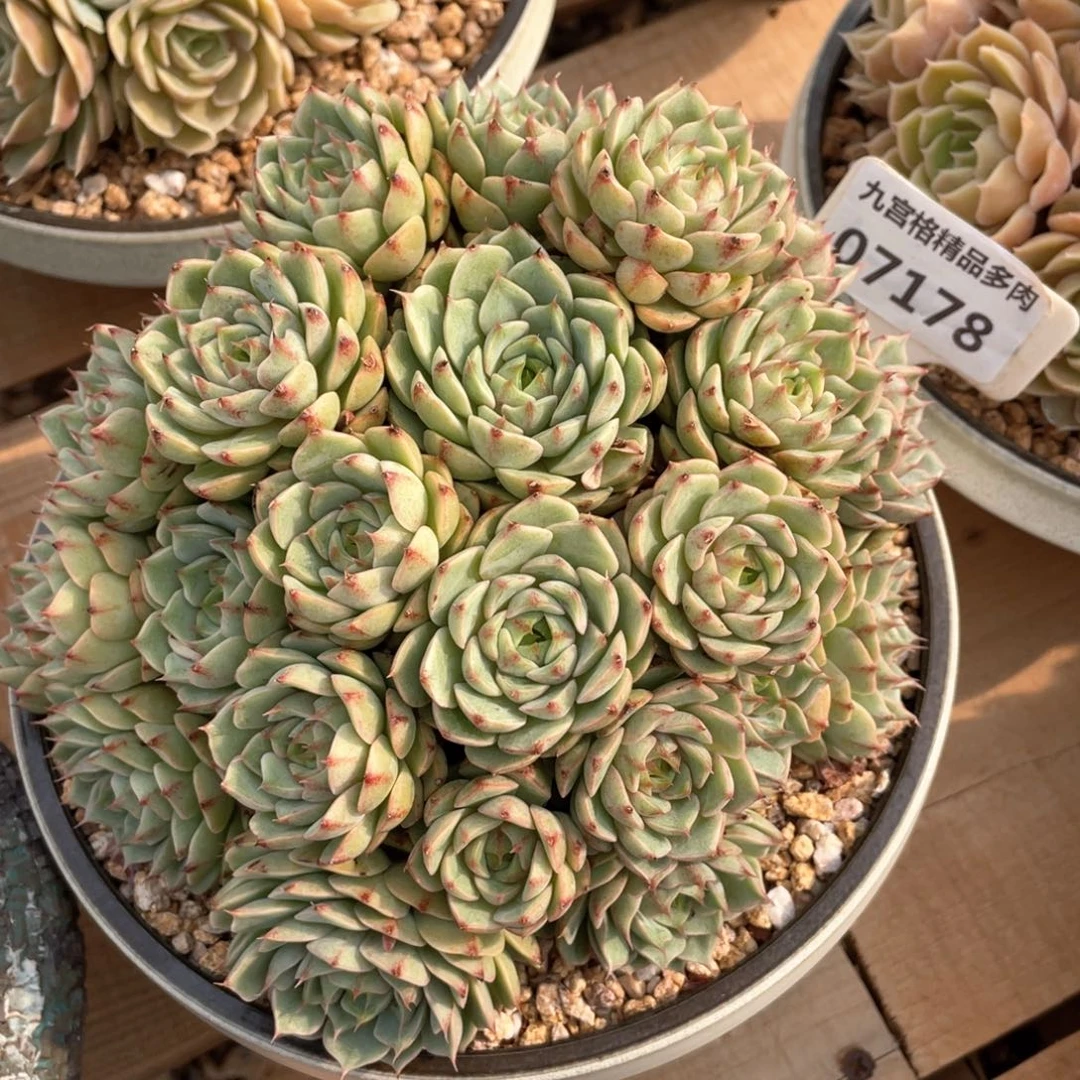 一物一拍07178笨吧