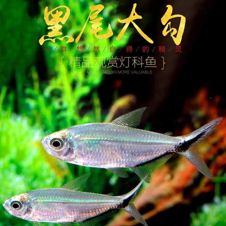 黑尾大勾鱼扯旗鱼热带观赏鱼群游之王玫瑰扯旗红大勾鱼活体草缸鱼