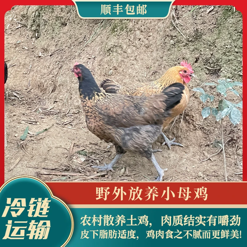 【食安放心】孩子爱吃土小母鸡闽中散养180天以上新鲜现宰顺丰冷链