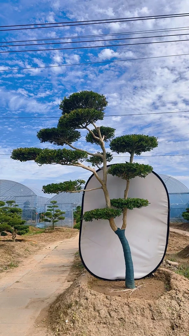 精品造型瓜子黄杨