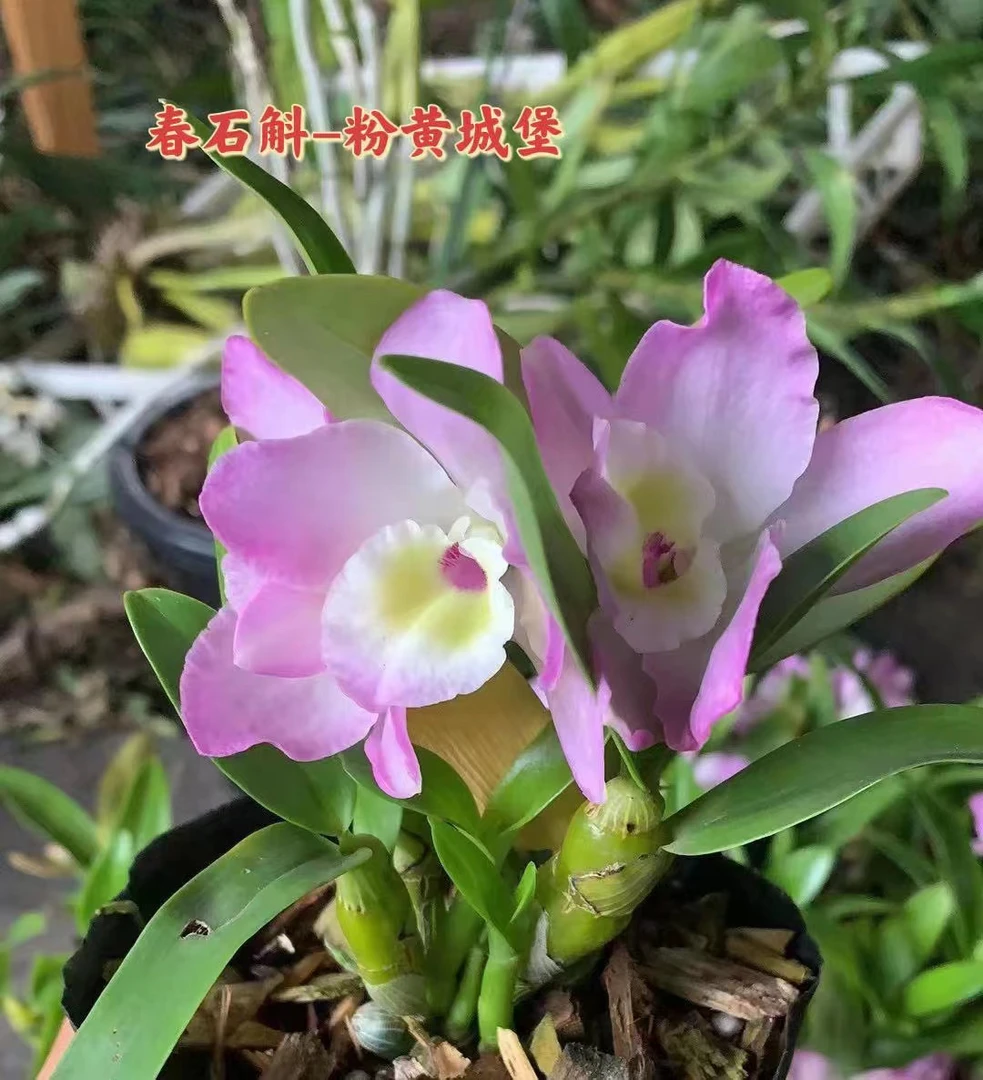 云南春石斛2-5月开花(爆花爆盆,芬香四溢)大气生长基地自然