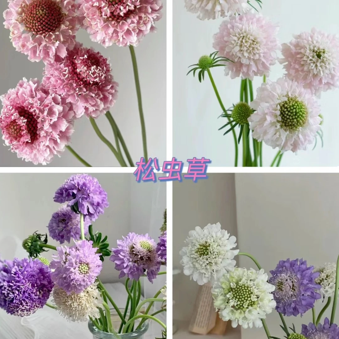 松虫草10支颜色随机（家庭瓶插花）