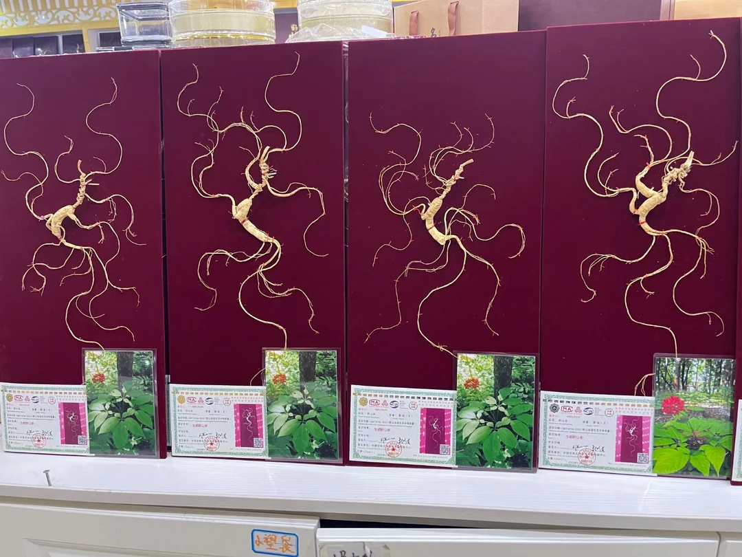 【礼盒装60公分】 一参一证 可挑选 长白山原产地直发