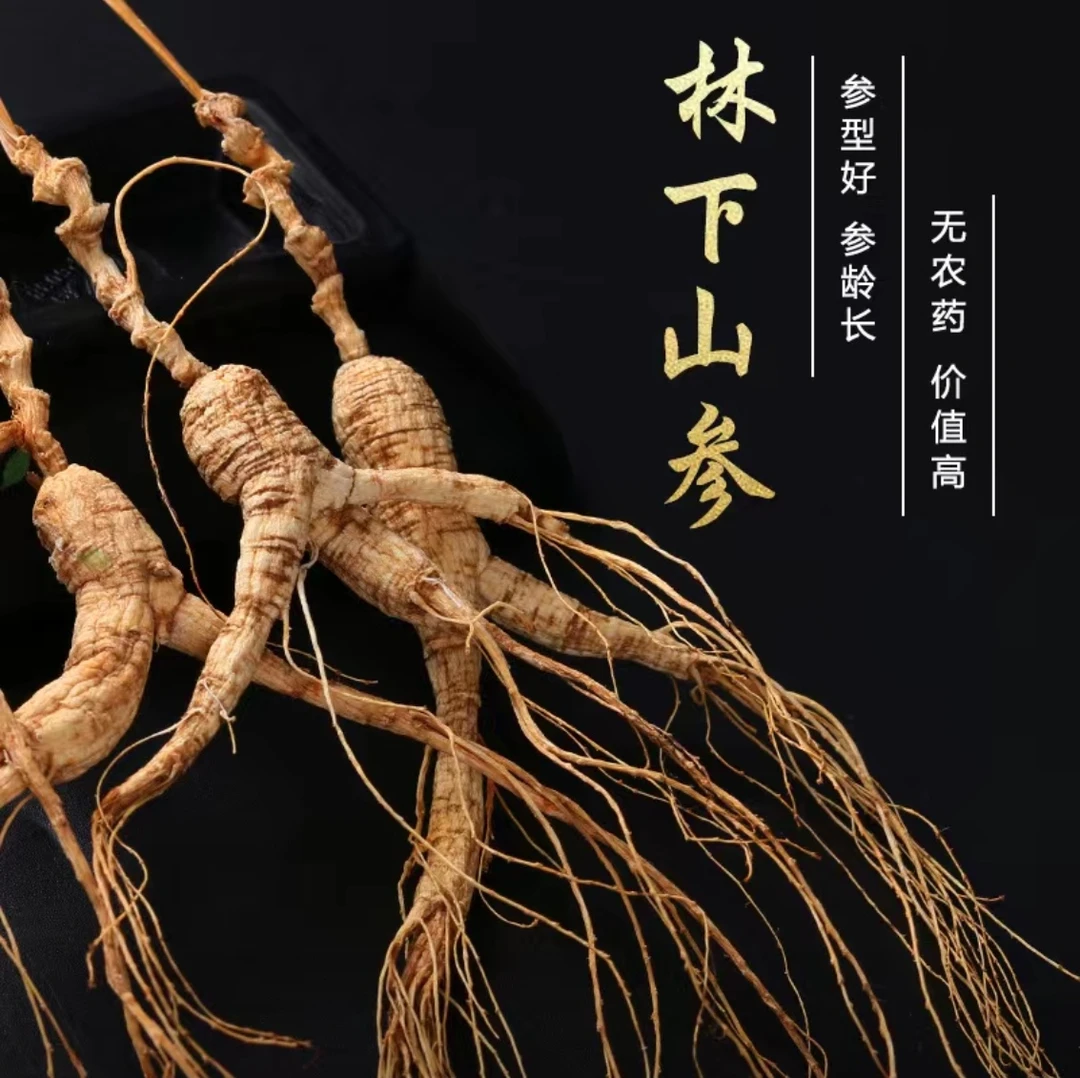 【野外大山自然生长】 泡水煲汤泡酒 原产地直发 滋补整支食用