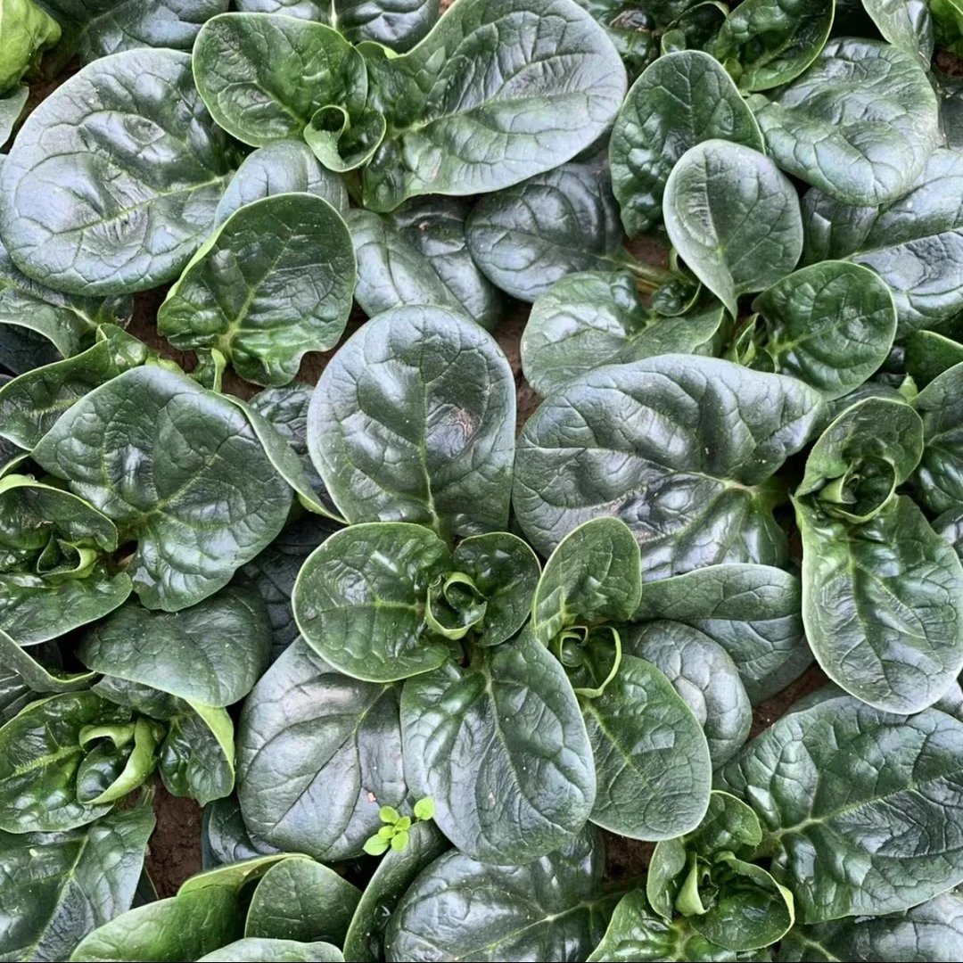 【趴地菠菜种子】四季地趴菠菜阳台花盆可种菠菜夏季耐热种子夏季