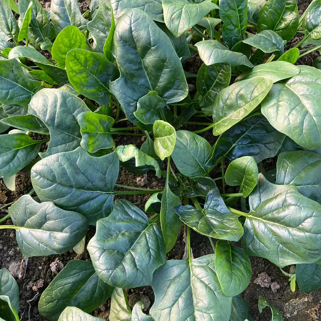 【趴地菠菜种子】四季地趴菠菜阳台花盆可种菠菜夏季耐热种子夏季