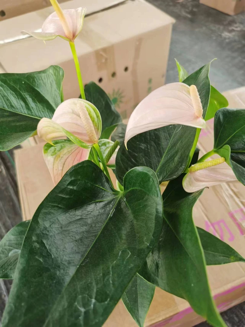 【颜色随机】水培粉掌
