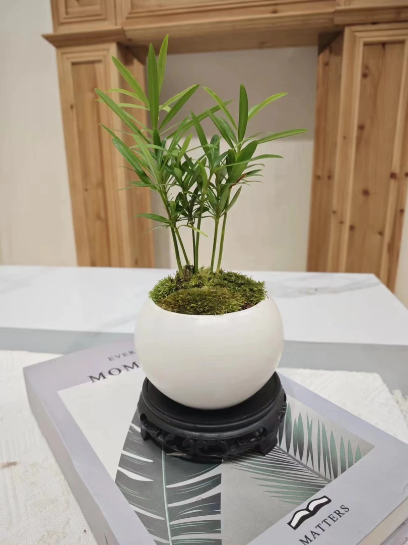 迷你罗汉松指尖微型盆栽桌面迷你拇指好养植物掌中宝盆景观叶绿植
