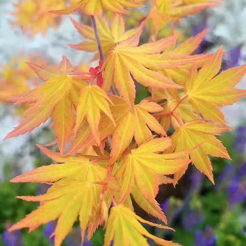 四季黄金枫老桩盆景室内外绿植好养易活