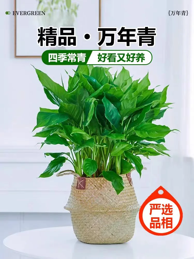 万年青盆栽植物室内大型绿植吸甲醛净化空气四季常青大叶金钻好养