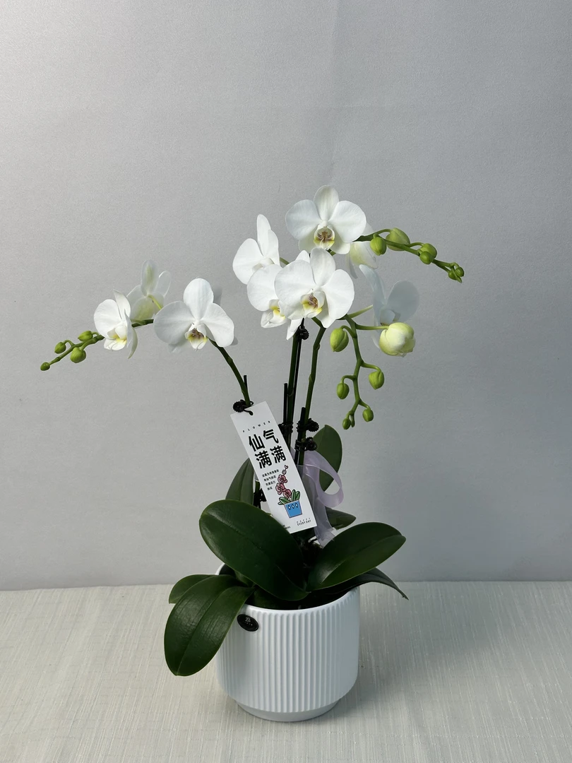 蝴蝶兰【阿玛】微瑕  福利款 室内花花 好养易活 佛山基地直发