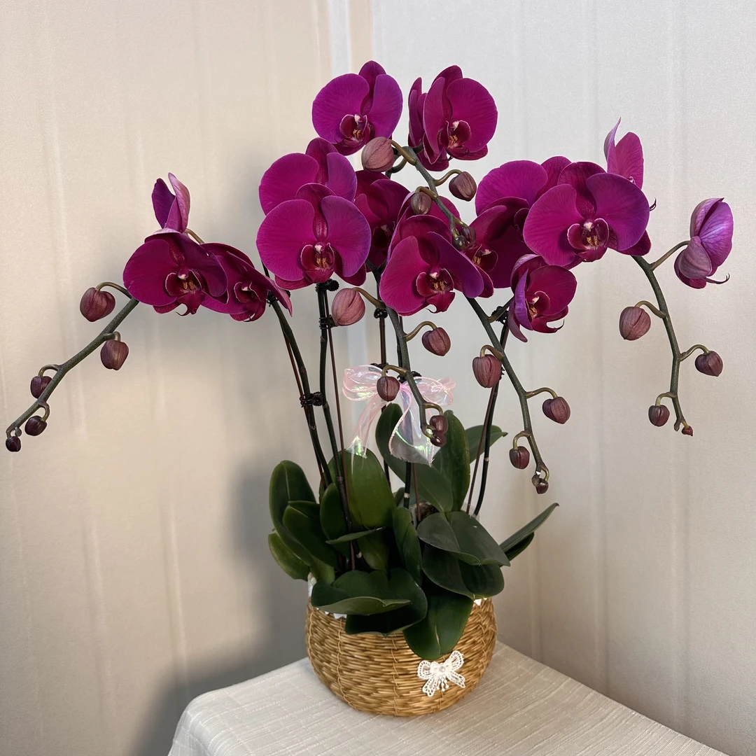 蝴蝶兰【大辣椒】鲜花盆栽 室内花花 好养易活佛山基地直发