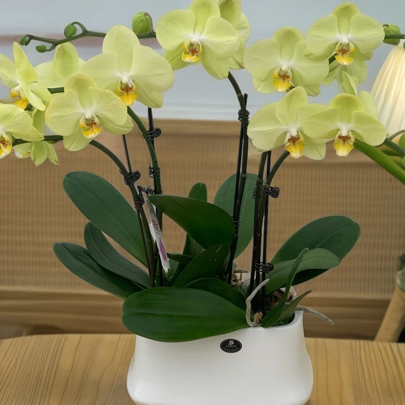 蝴蝶兰【芳美神话】鲜花盆栽 室内花花 好养易活 佛山基地直发