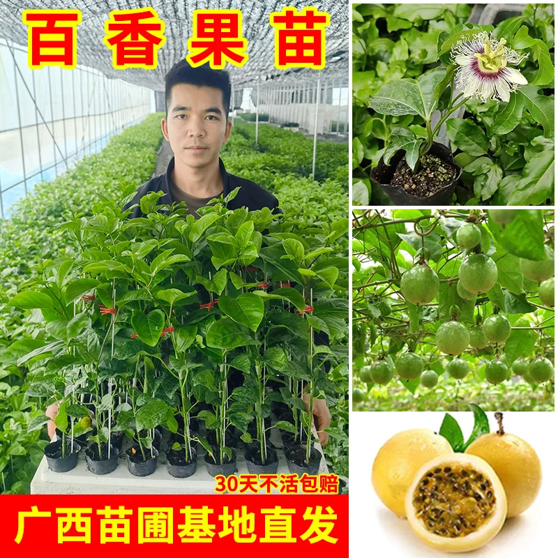 黄金百香果苗纯甜无酸味黄金果爬藤盆栽地栽四季结果嫁接苗脱毒苗