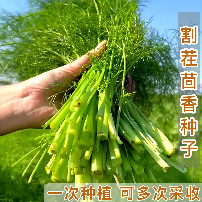割茬茴香种子茴香种籽四季阳台小院盆栽农家蔬菜种子菜园菜地种植