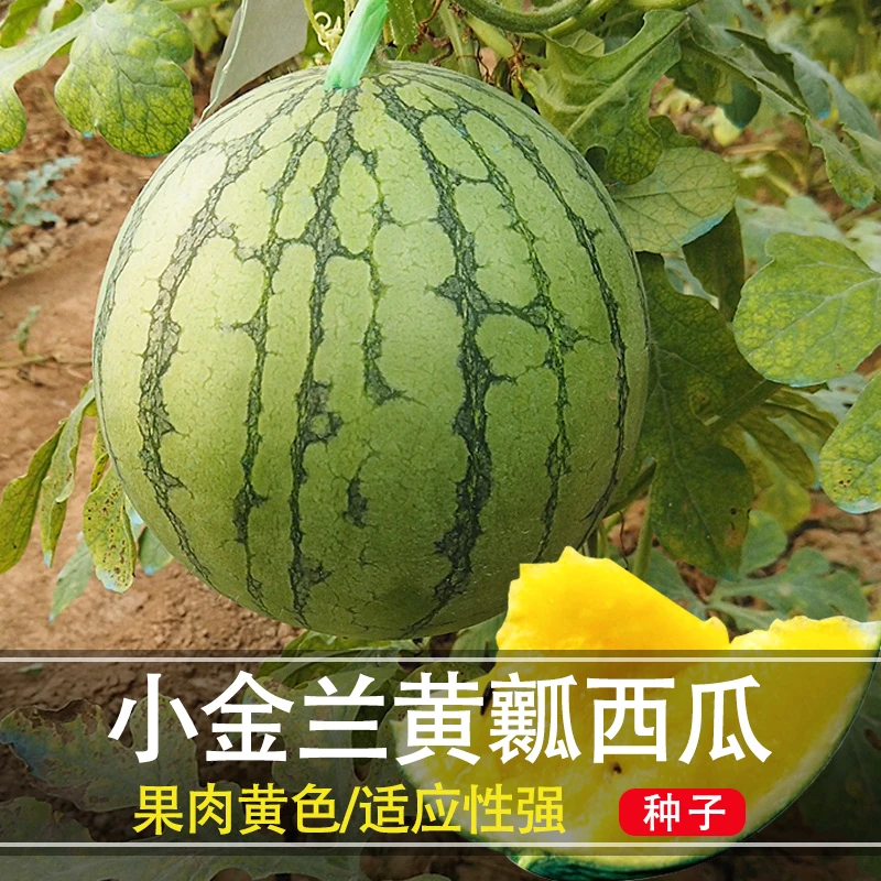 西瓜种籽小型多汁绿皮无籽礼品瓜春季阳台种植农家蔬菜种子糖度高