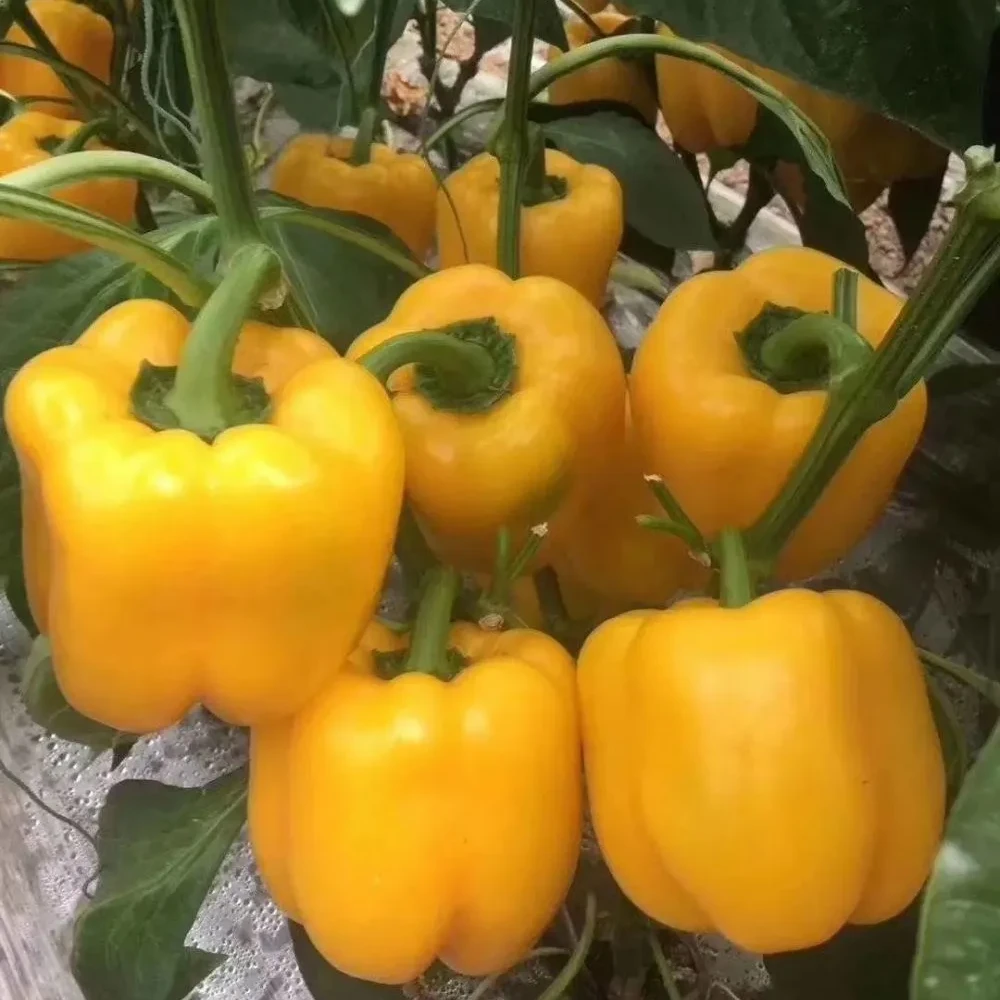 黄甜椒种子 黄色彩椒种籽 四季阳台种植蔬菜种子