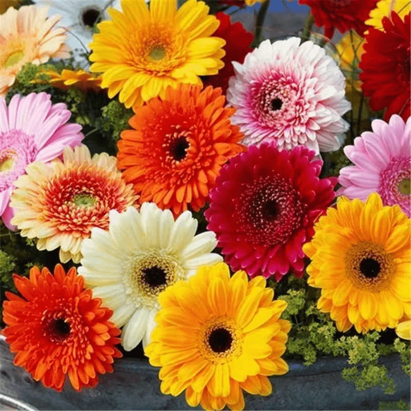 重瓣非洲菊花种子 扶郎花非洲菊种籽四季易种活阳台室内室外盆栽