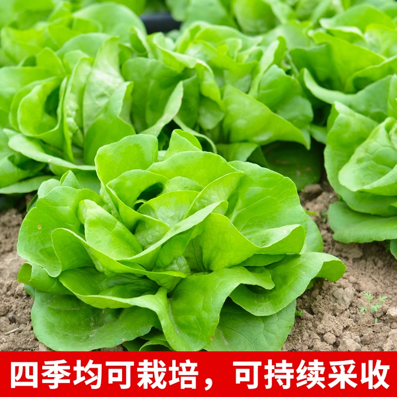 掌中宝奶油生菜种籽阳台四季种植盆栽庭院农家菜园地生长蔬菜种子