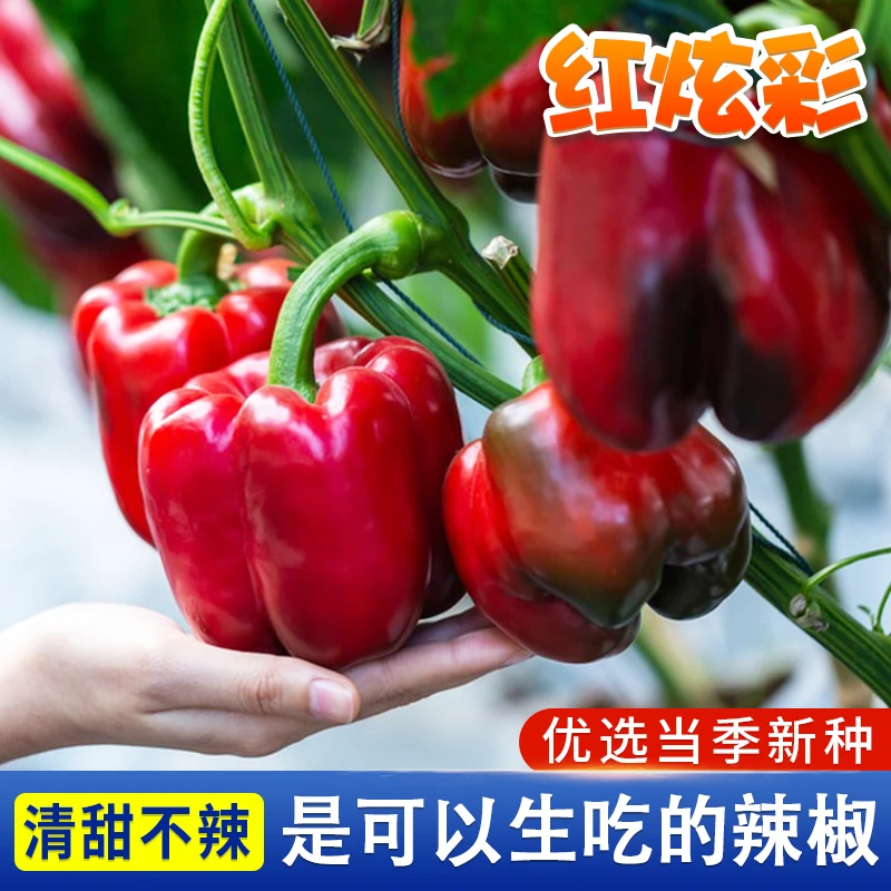 红菜椒种子 灯笼甜椒彩椒辣椒籽炫椒阳台种植蔬菜种籽