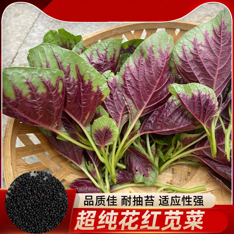 耐热红苋菜种子四季庭院阳台种植花盆栽农家小菜园地蔬菜种子