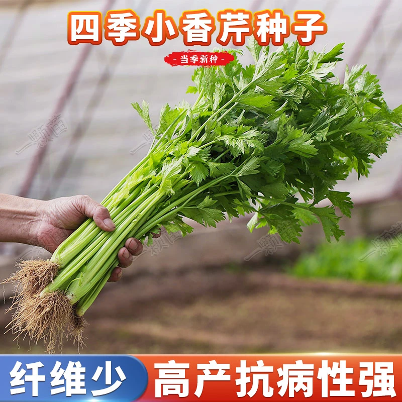 芹菜种籽 四季小香芹种子白芹阳台庭院盆栽农家小菜园地蔬菜种子