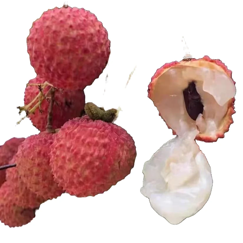 桂味荔枝[清甜品种]优质嫁接苗
