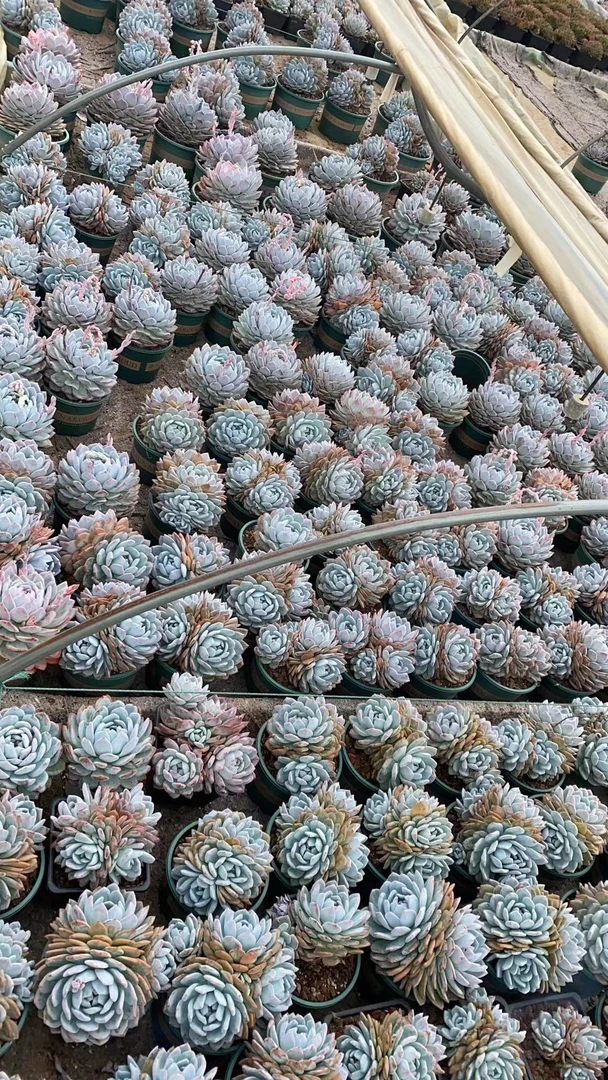 橙梦露冰玉白凤群