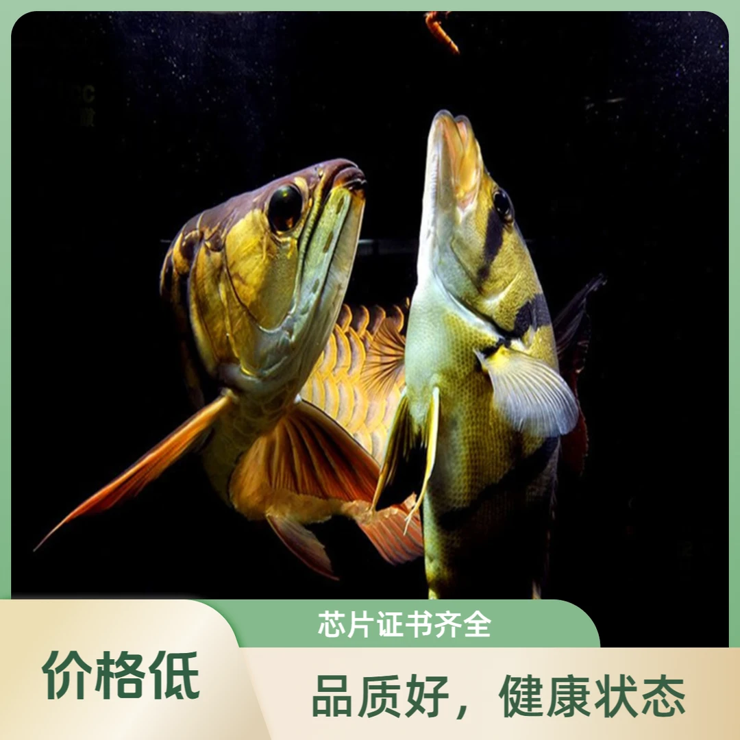 直播福利金龙鱼红龙鱼活体鱼