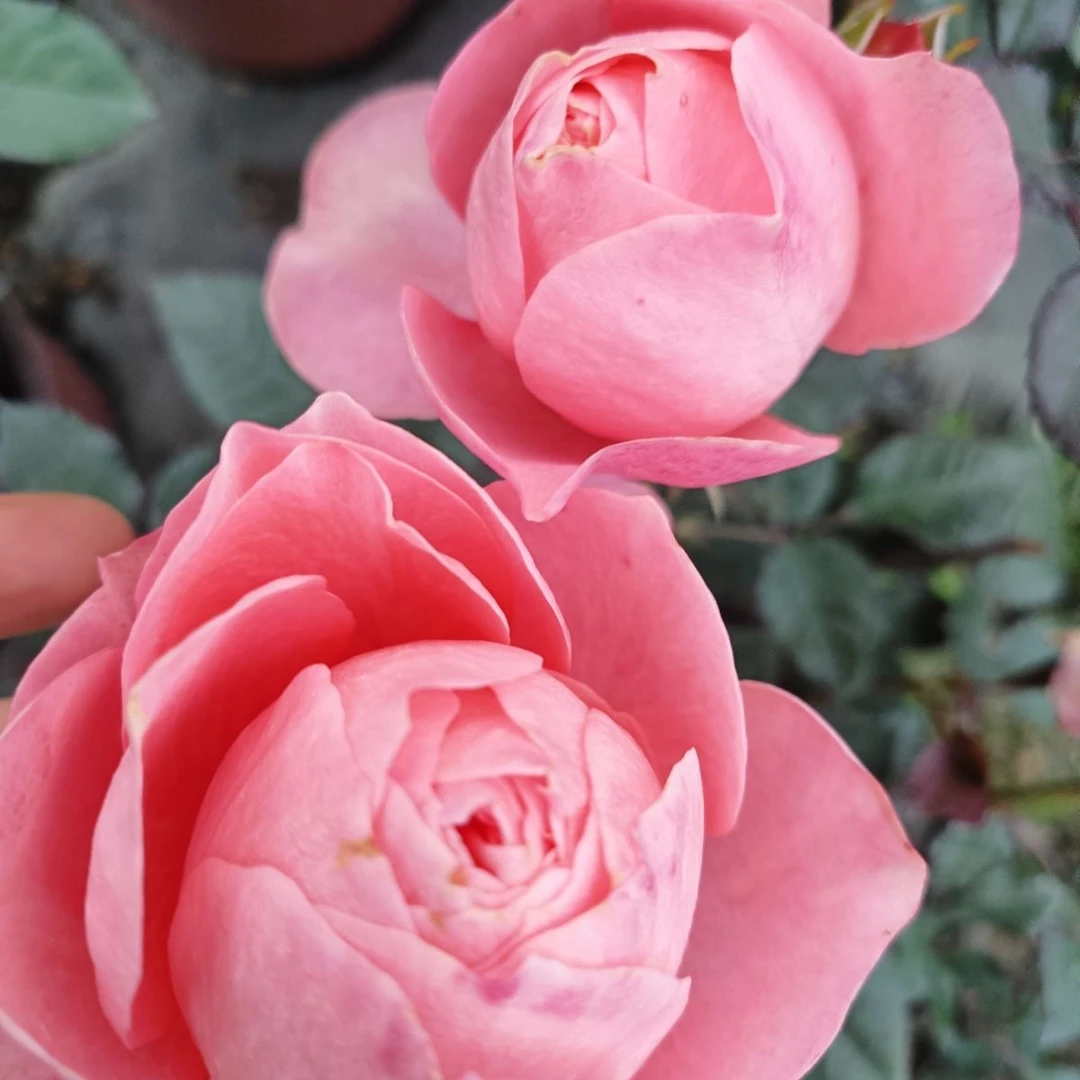【破晓】阳台庭院好养护抗病性强月季四季开花花卉绿植盆栽