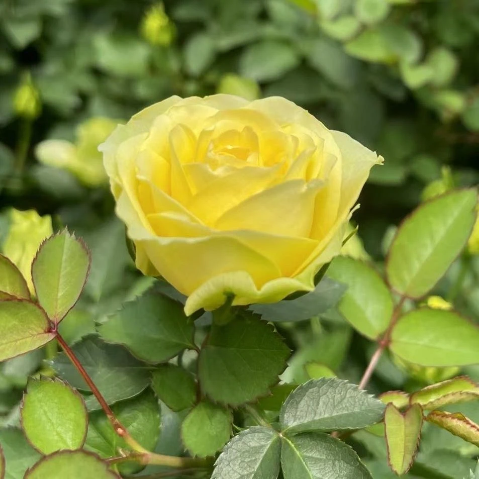 【绿芙美人】柠檬黄色中大花朵阳台庭院花园好养护抗病性强月季盆栽