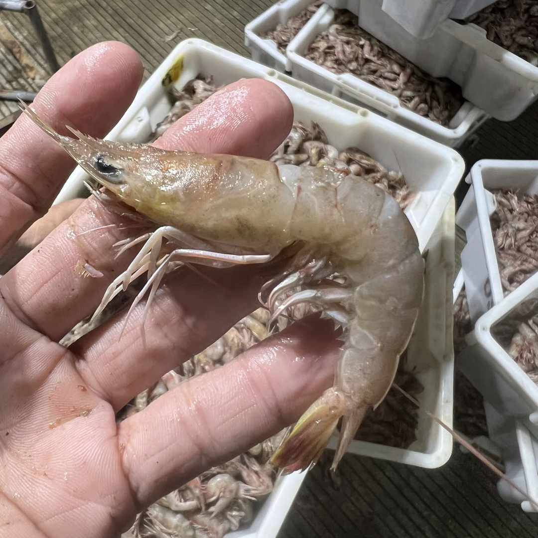杂虾新鲜刚上岸祥芝