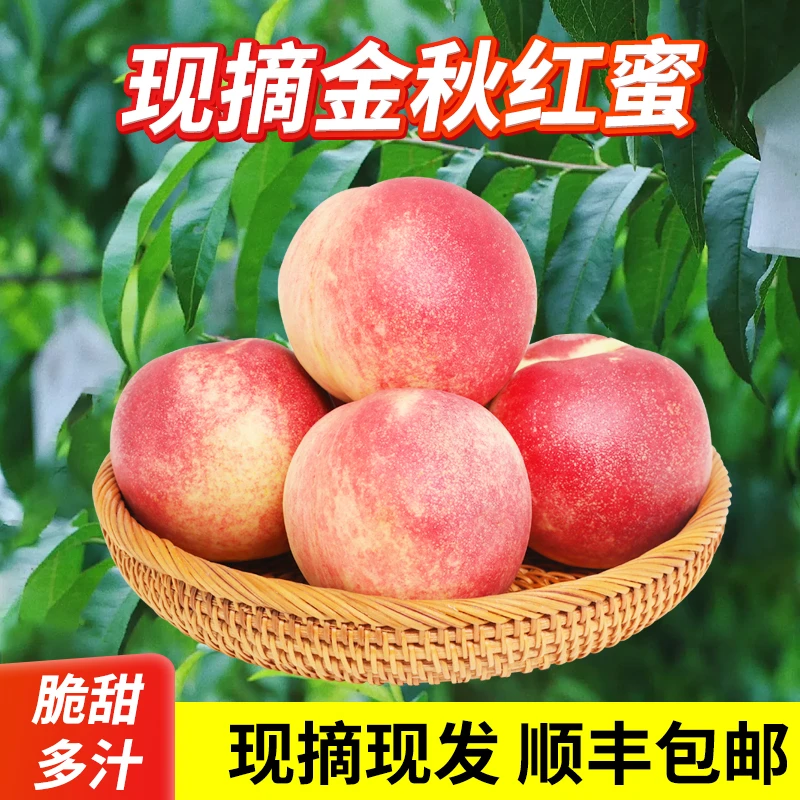 【金秋红蜜】秋桃脆软两吃纯甜多汁无酸新鲜采摘应季水果1