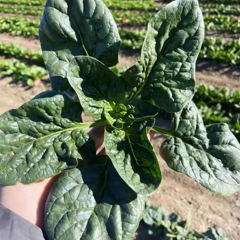 【地头价】河南露天矮杆趴地小菠菜新鲜红根菠菜青菜蔬菜3斤5斤