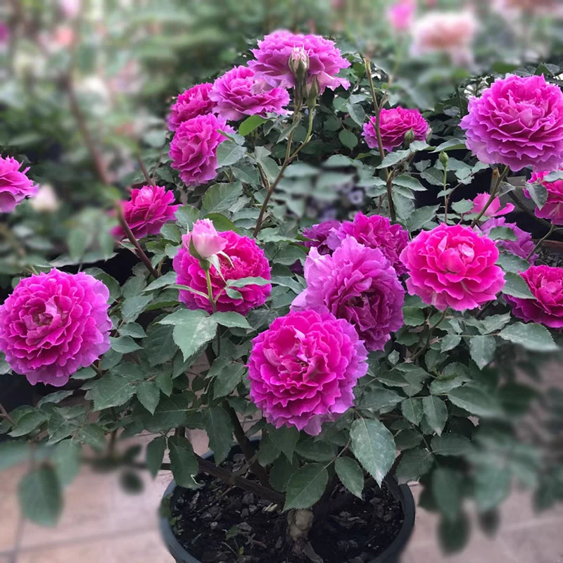 天方夜谭中苗  月季花苗  大花浓香  欧月灌木  四季开花  扦插苗