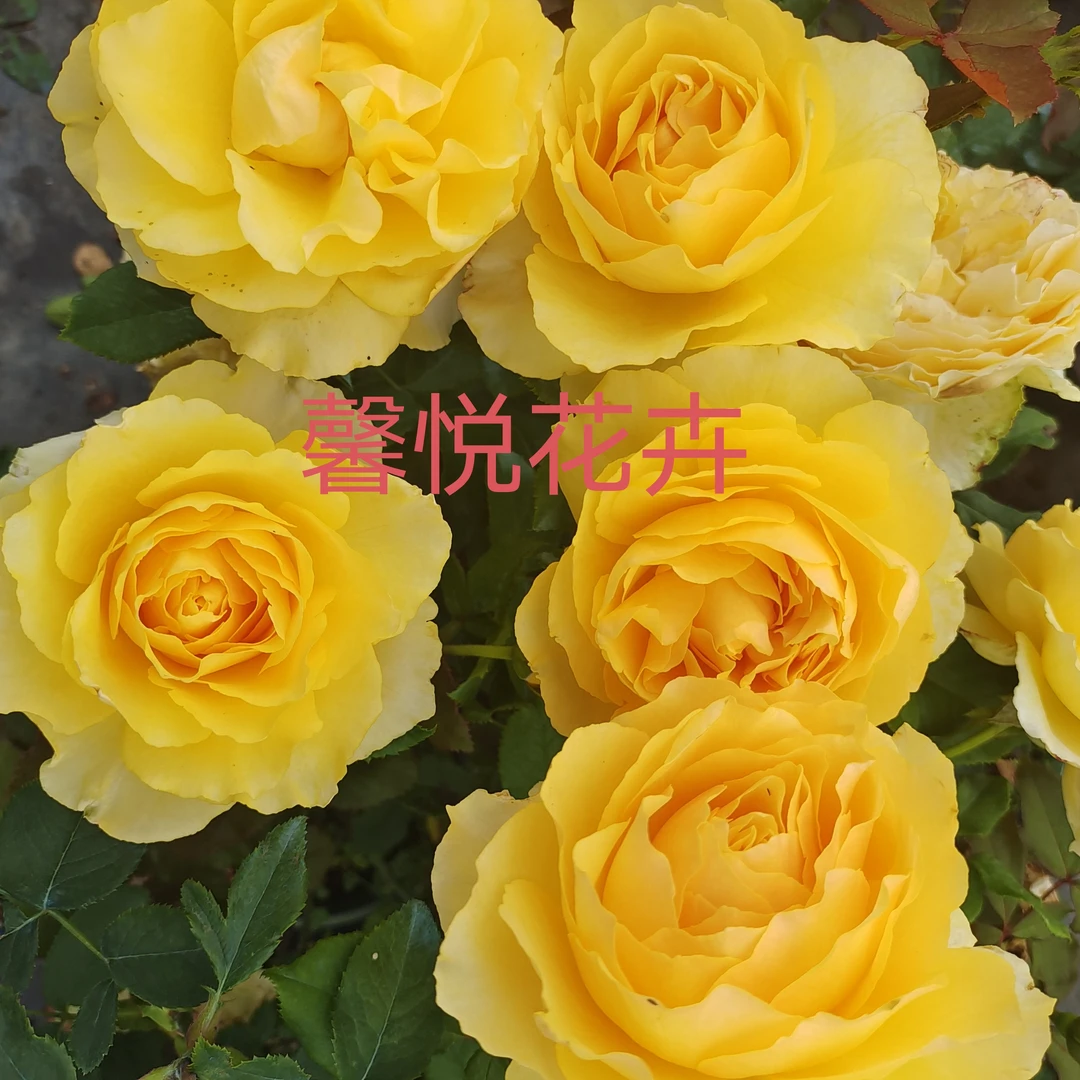 月季阳光笑容+红丘 扦插小苗 很受欢迎的两个品种 包对版