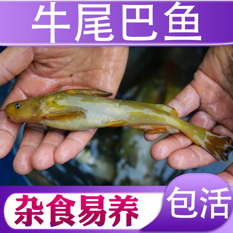 牛尾巴鱼四川发货淡水养殖食用观赏均可